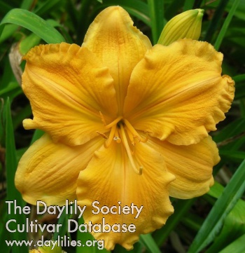 Daylily Golden Hibiscus